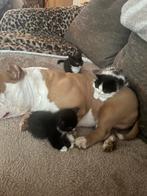 Allerliefste kittens, Dieren en Toebehoren, Katten en Kittens | Overige Katten, Meerdere dieren