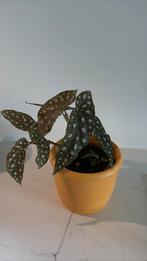 Stippen plantje in geel oranje bloempot, Ophalen of Verzenden, Cactus, Halfschaduw, Minder dan 100 cm