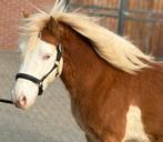 Bijzonder mooie 6jr Godland russ pony hengst, Met stamboom, Hengst, 3 tot 6 jaar, C pony (1.27m tot 1.37m)