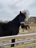 Bijrijder / verzorger gezocht, Dieren en Toebehoren, Ophalen, Nieuw