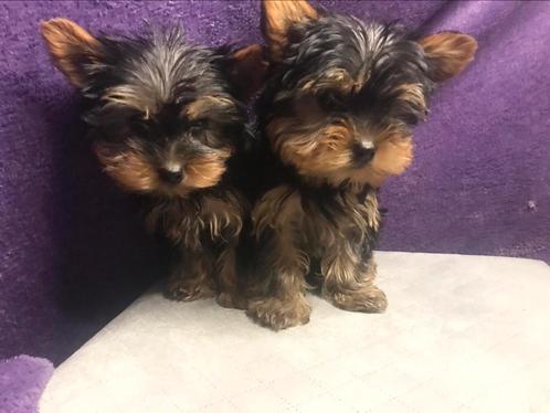 Yorkshire terrier puppies for sale, Dieren en Toebehoren, Honden | Beagles, Bassets en Lopende honden, Reu, Overige rassen, Particulier