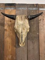Stoere Koe schedel, Ophalen of Verzenden, Zo goed als nieuw, Boerderijdier, Schedel