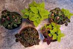 Coleus siernetels div.soorten🌿€2,50 p.st. kamer/tuinplant, Huis en Inrichting, Kamerplanten, Ophalen, Overige soorten, Minder dan 100 cm