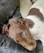 Heidewachtel Reutje pup! Kom vandaag kijken, mag gelijk mee., Dieren en Toebehoren, Honden | Setters en Staande honden, Rabiës (hondsdolheid)