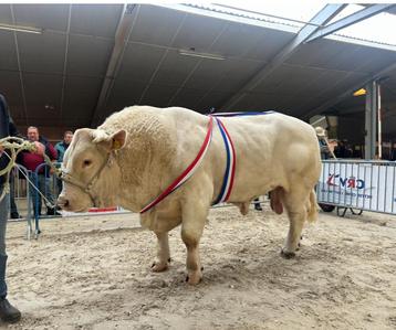 Charolais dekstier (92 punten)   Nederlands Kampioen beschikbaar voor biedingen