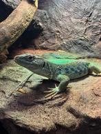 1.0 timon lepidus, Dieren en Toebehoren, Reptielen en Amfibieën, Hagedis, Met terrarium