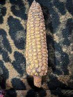 Versteend maiskolf 16 cm lang, Ophalen of Verzenden, Fossiel