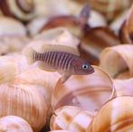 Neolamprologus multifasciatus kweekgroep, Dieren en Toebehoren, Vissen | Aquariumvissen, Vis