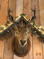 Hertenkop TOP exemplaar, Ophalen, Zo goed als nieuw