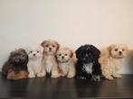 Mooie Boomer pups ShihTzu x Maltezer, Nederland, Overige rassen, CDV (hondenziekte), 8 tot 15 weken