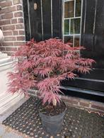 Japanse Esdoorn Palmatum Garnet, Ophalen, Bloeit niet, Halfschaduw, Overige soorten