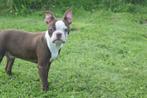 Boston terrier pup laatste uit nestje, Rabiës (hondsdolheid), 15 weken tot 1 jaar, Buitenland, Meerdere