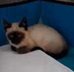 Vermist.  Ons lieve katje., Dieren en Toebehoren, Vermiste en Gevonden Dieren