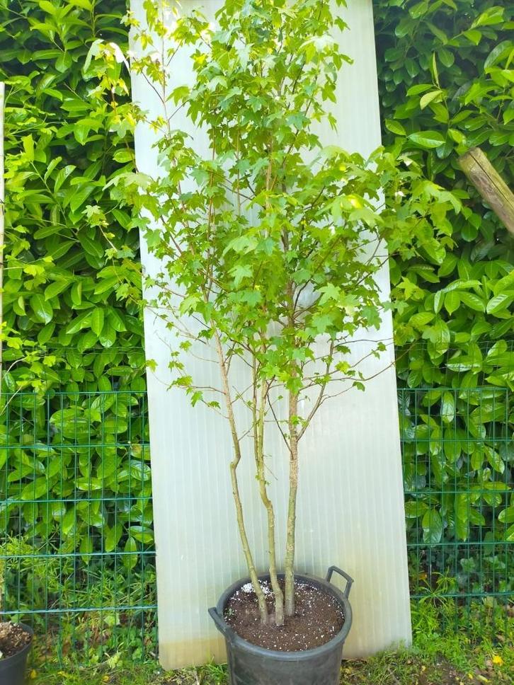 Amberboom meerstammig, Tuin en Terras, Planten | Bomen, Overige soorten, 100 tot 250 cm, Volle zon, Bloeit niet, In pot, Ophalen