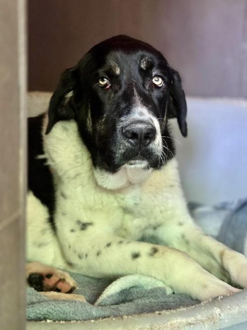 ACE: Susie is intens trouw aan wie haar gelukkig maakt!, Dieren en Toebehoren, Honden | Bulldogs, Pinschers en Molossers, Teef