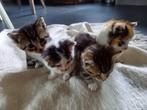 Lieve poesjes, Dieren en Toebehoren, Katten en Kittens | Overige Katten, Geslacht onbekend, Kortharig, 0 tot 2 jaar