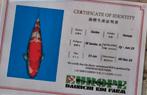 Dainichi showa koi karper met certificaat, Dieren en Toebehoren, Karper of Koi