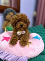Toypoedel/dwergpoedel pup, Poedel, 8 tot 15 weken, Teef, Parvo