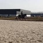 Paardenstal vrij Ridderkerk, Dieren en Toebehoren, Ridderkerk, Stal Klootwijk, Hetdijkje@live.nl, 4 paarden of pony's of meer