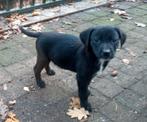 Boerenfox/Labrador puppies, Reu, 8 tot 15 weken, Meerdere, Middel