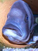 meer dan 50 soorten mooie kleurige cichlide, kom kijken!, Zoetwatervis, Vis