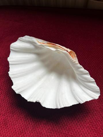 grote schelp beschikbaar voor biedingen