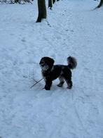 Oppas gezocht voor de periode 22-2 tm 2-3-2026, Diensten en Vakmensen, Dieren | Katten | Verzorging, Oppas en Les, Pension of Dagopvang