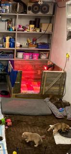 Werpkist 1,2x1,2x0,7 meter met warmhoudlamp, Dieren en Toebehoren, Hondenbenches, Ophalen of Verzenden