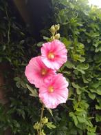 Zaad van diverse planten o.a. stokroos, muurbloem..., Ophalen of Verzenden, Voorjaar, Volle zon, Zaad