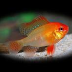 Microgeophagus ramerezi gold, Vis, Zoetwatervis, Schoolvis