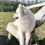 Pomsky x pomchi reu van 13 maanden te koop, Dieren en Toebehoren, Honden | Niet-rashonden, Reu, CDV (hondenziekte), 1 tot 2 jaar
