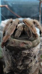 Tarantulas, Dieren en Toebehoren, Spin of Schorpioen