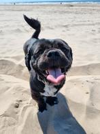 Ter dekking aangeboden: Boomer, Reu, 1 tot 2 jaar, Eén hond, Nederland