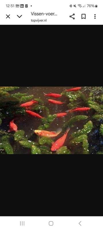 Gratis goudvissen of windes gevraagd beschikbaar voor biedingen