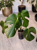 Monstera Contorta Thunderbolt, Huis en Inrichting, Ophalen of Verzenden, Overige soorten, Halfschaduw, Minder dan 100 cm