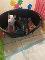 Nog 2 prachtige bullterier pupps reutjes, Dieren en Toebehoren, Bull Terriër, CDV (hondenziekte), 8 tot 15 weken, Meerdere