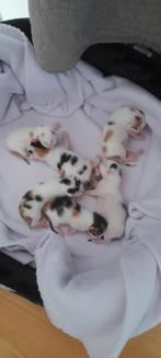 Kittens, Dieren en Toebehoren, Katten en Kittens | Overige Katten