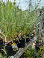 Pampas gras of cotederia selloana pimula  overjarige planten, Ophalen, Volle zon, Vaste plant, Siergrassen