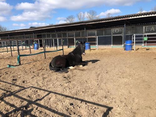 Stalling, Dieren en Toebehoren, Stalling en Weidegang, Stalling, Weidegang