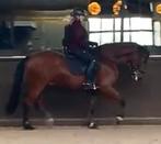 Bijrijdster gezocht voor paard, Ruiter of Bijrijder