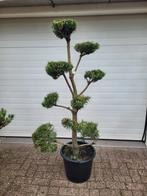 Pinus sylvestris vormsnoei bonsai, Ophalen, Overige soorten, Minder dan 100 cm