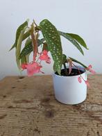 Stekjes, wetsticks Begonia Tamaya, stippen Begonia., Overige soorten, Minder dan 100 cm, Ophalen of Verzenden, Halfschaduw