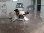 beeldje van een Franse Bulldog puppy, Verzamelen, Beelden en Beeldjes, Ophalen of Verzenden, Zo goed als nieuw, Dier