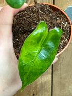 Alocasia zebrina variegata plant aurea yellow lemon green, Ophalen of Verzenden, Halfschaduw, Minder dan 100 cm