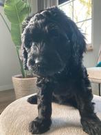 Mooie labradoodle pup F4 Reutje, Rabiës (hondsdolheid), 8 tot 15 weken, Eén hond, Nederland