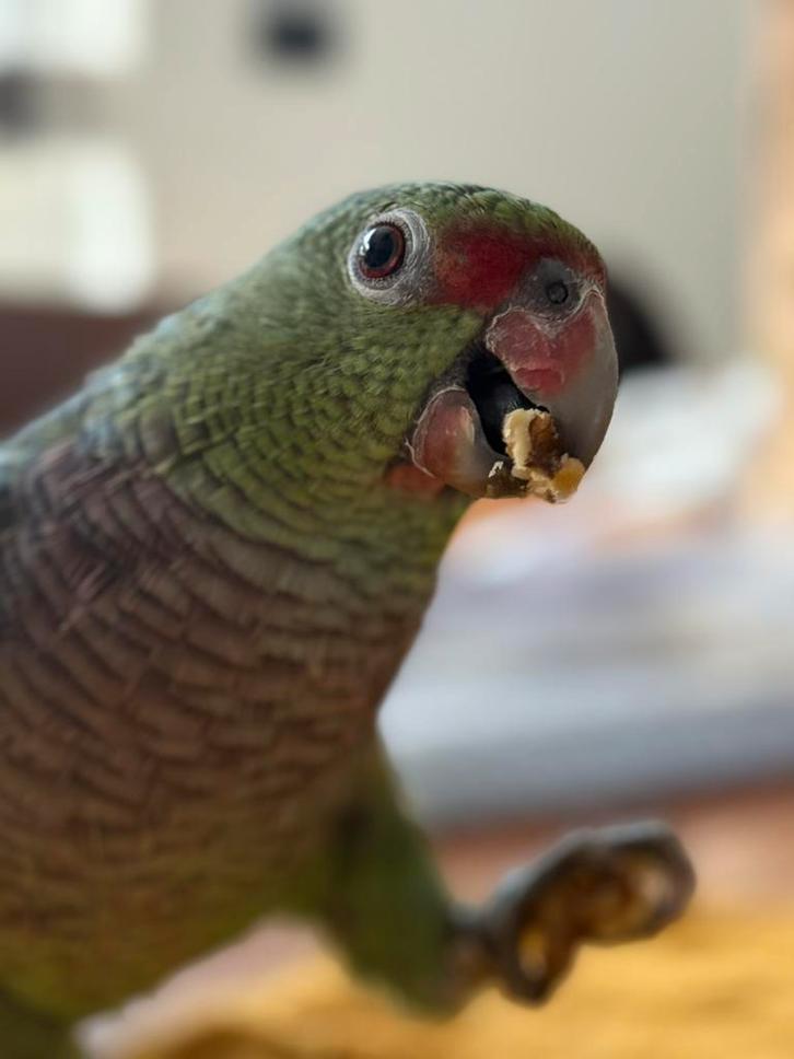 Tamme Wijnborst Amazone, Dieren en Toebehoren, Vogels | Parkieten en Papegaaien, Papegaai, Mannelijk