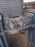 4 jonge konijnen, Dieren en Toebehoren, Konijnen, Meerdere dieren, Middelgroot, 0 tot 2 jaar