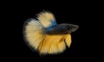 Betta man - Blue mustard super delta - Koidream Valburg, Dieren en Toebehoren, Vissen | Aquariumvissen, Vis, Zoetwatervis