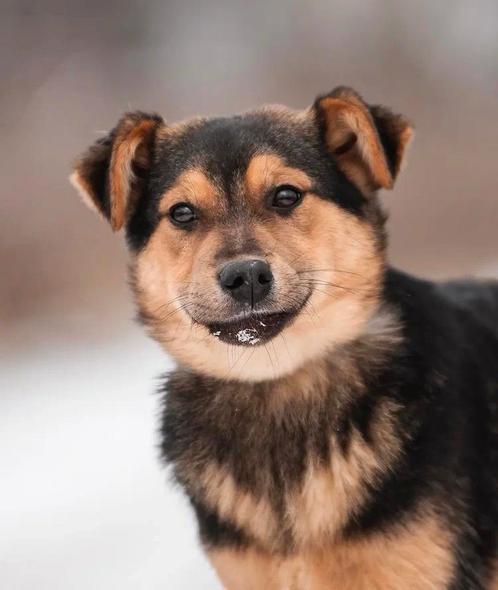 Lieve Daysi, Dieren en Toebehoren, Honden | Niet-rashonden, Middel, Reu, Particulier, Meerdere, Buitenland, 15 weken tot 1 jaar
