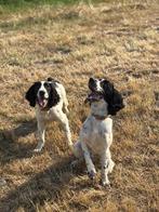 Male puppy Springer spaniel, Dieren en Toebehoren, Particulier, Rabiës (hondsdolheid), 15 weken tot 1 jaar, Buitenland